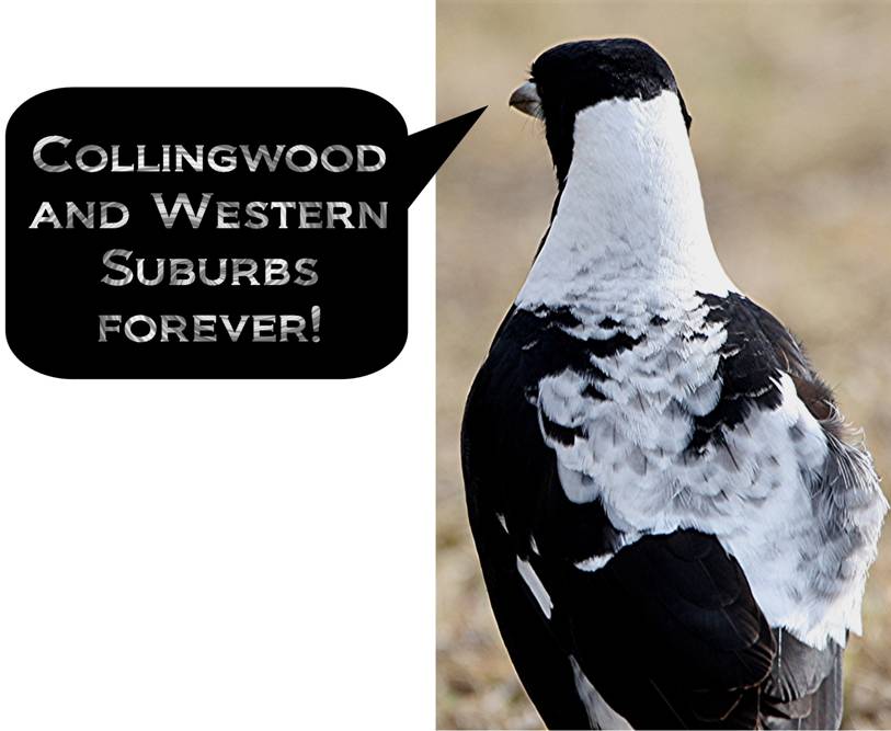 magpie.jpg