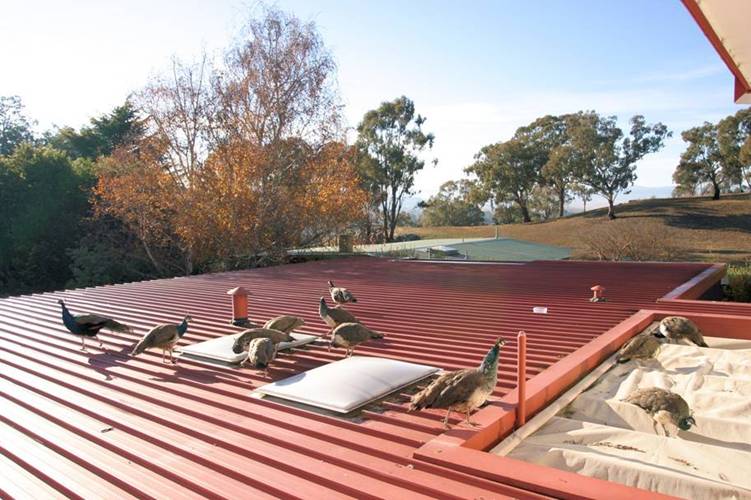 Canberra Roofbirds.jpg