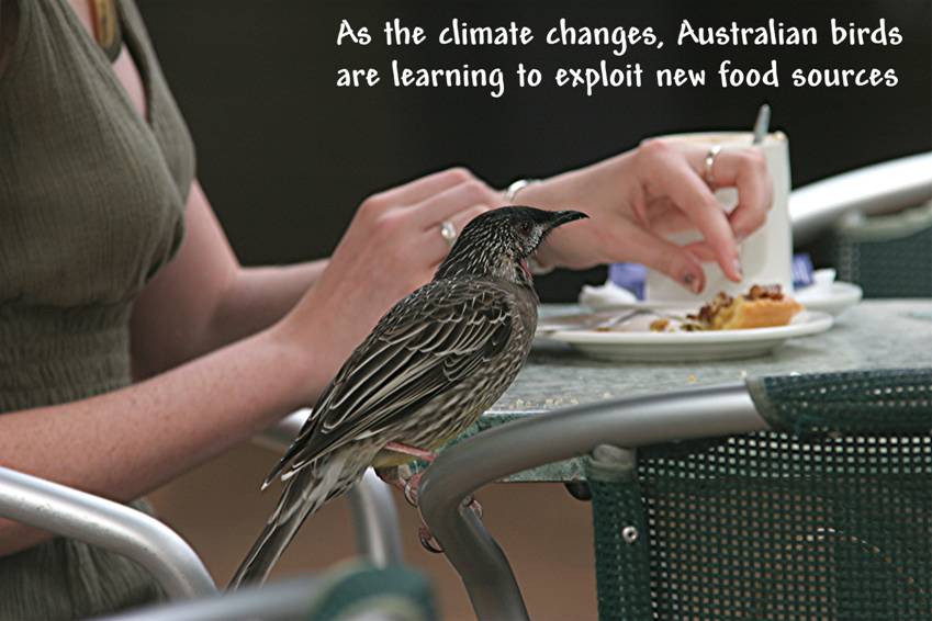 A Rude Wattlebird.JPG