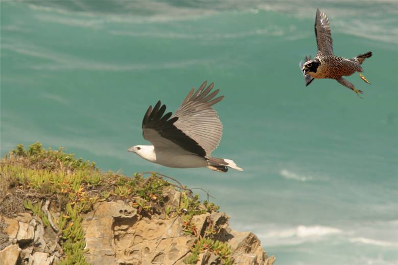 sea-eagle and falcon.jpg