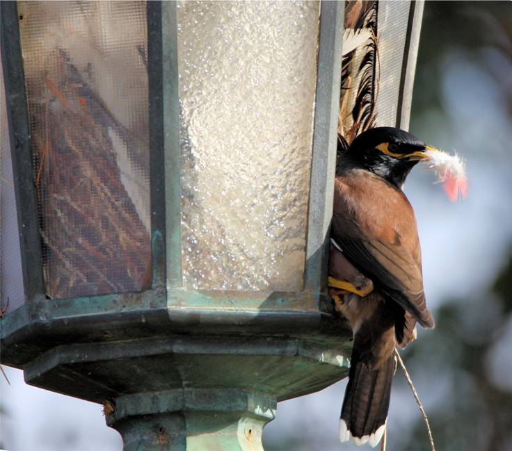 myna_4866.jpg