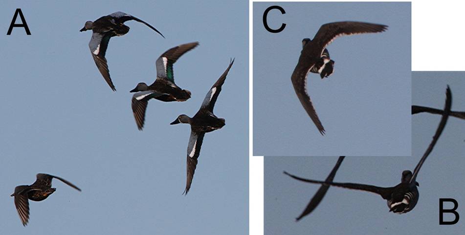 f ducks_4942.jpg