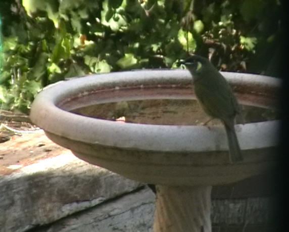 Lewins Honeyeater, Queanbeyan