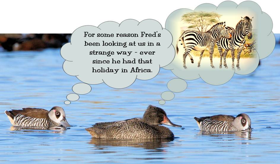 thinking ducks.jpg