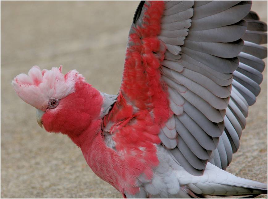 F Galah_5493.jpg