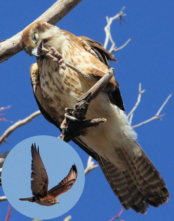 Itchy-throated Falcon.jpg