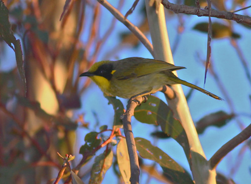 Yellow-tufted Honeyeater