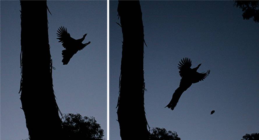 the roosters.jpg