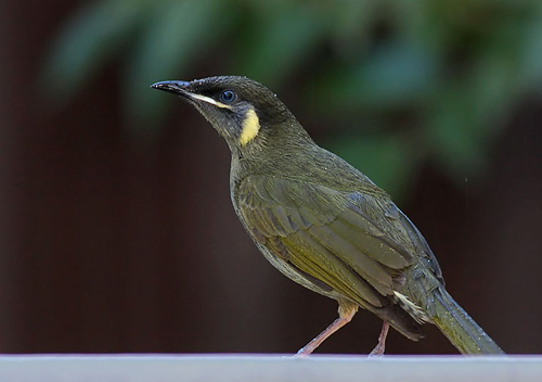 Lewin's Honeyeater