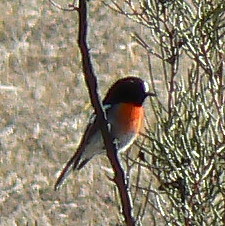 Scarlet Robin