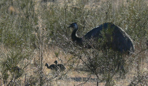 Emu