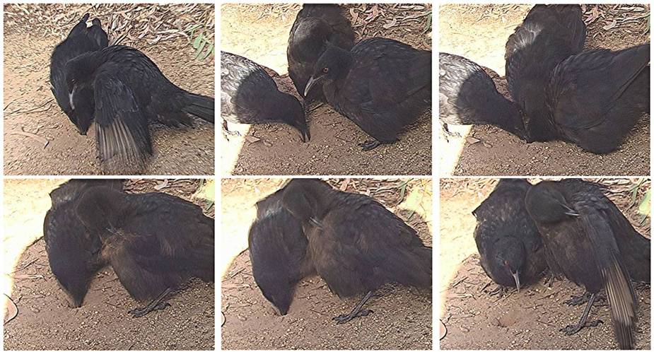 dust-bathing.jpg