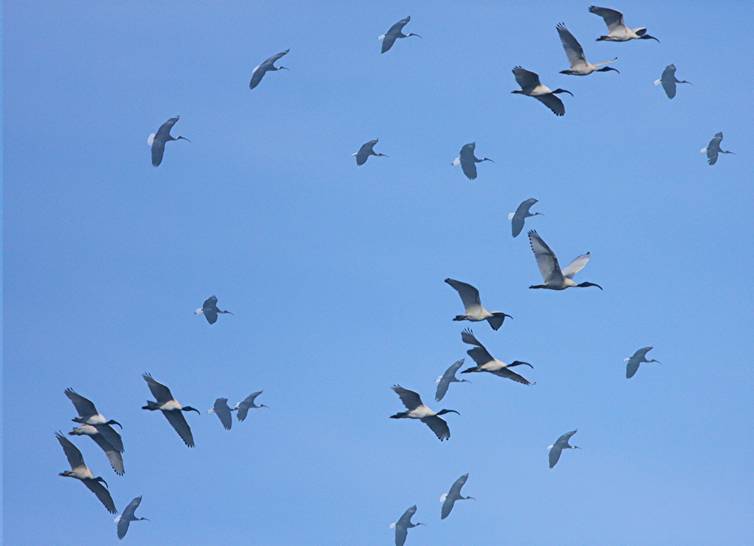 a mixed flock.jpg