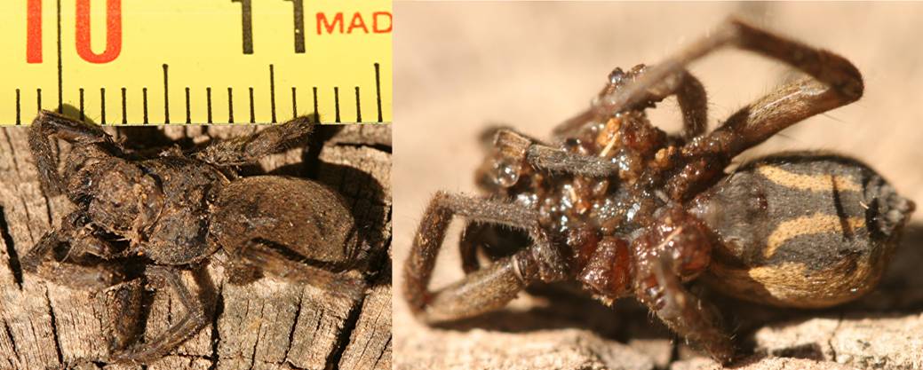 a spider.jpg