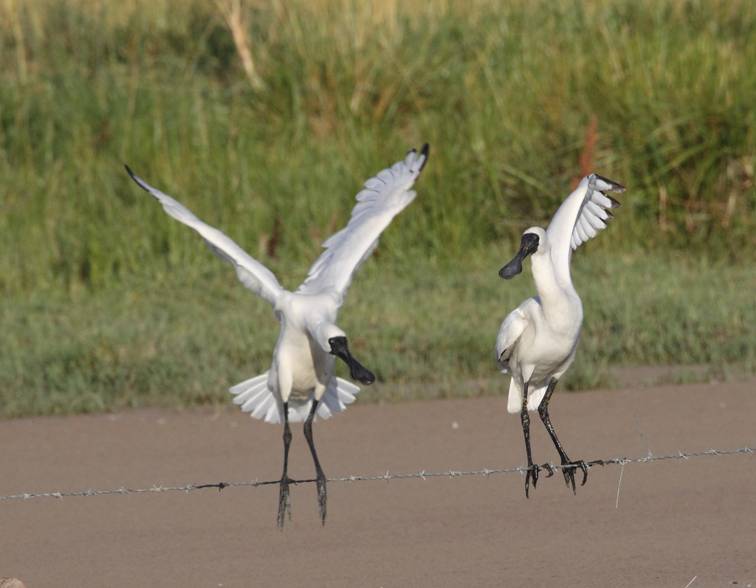 Royal Fence-spoonbill.jpg