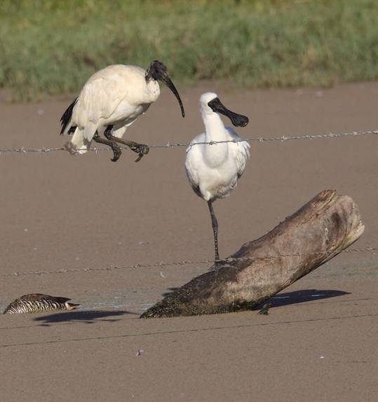A Fence-ibis.jpg