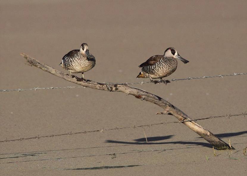 Fence-ducks_1962.jpg