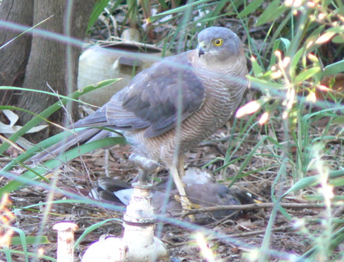Hawk and Mynah