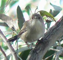 Banded bird