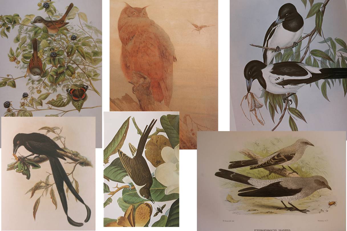 insectand birdscomp.jpg
