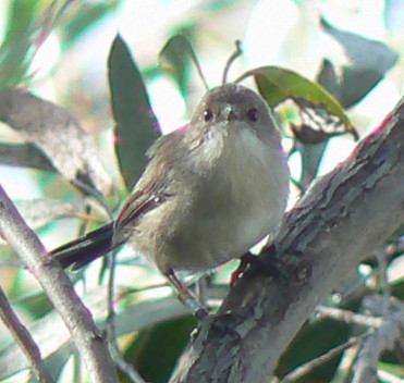 Banded bird