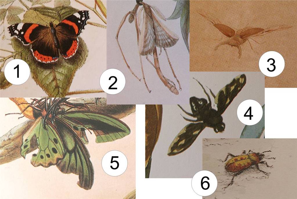 insects for birdwatchers.jpg