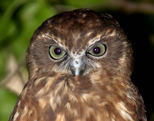 owl cere_J.jpg