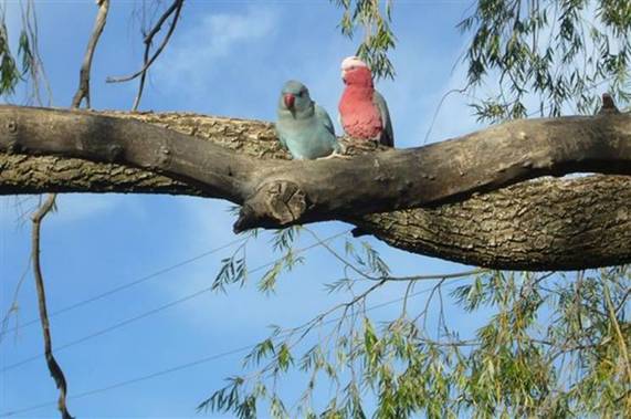 redbeak + galah.jpg
