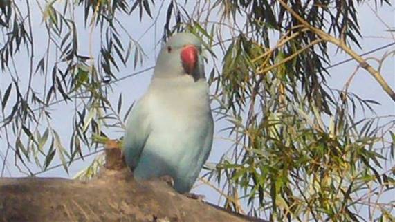 redbeak face.jpg