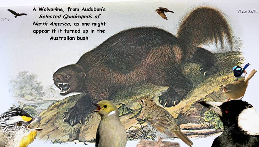 wolverine_9174.jpg