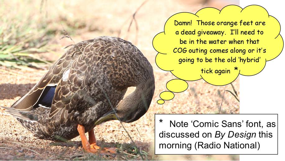 f Mallard.jpg