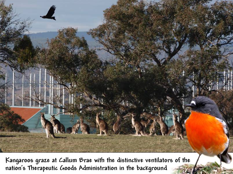 kangaroos at CB.jpg