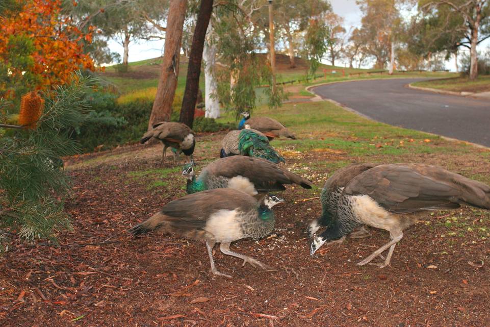peafowl_1565.JPG