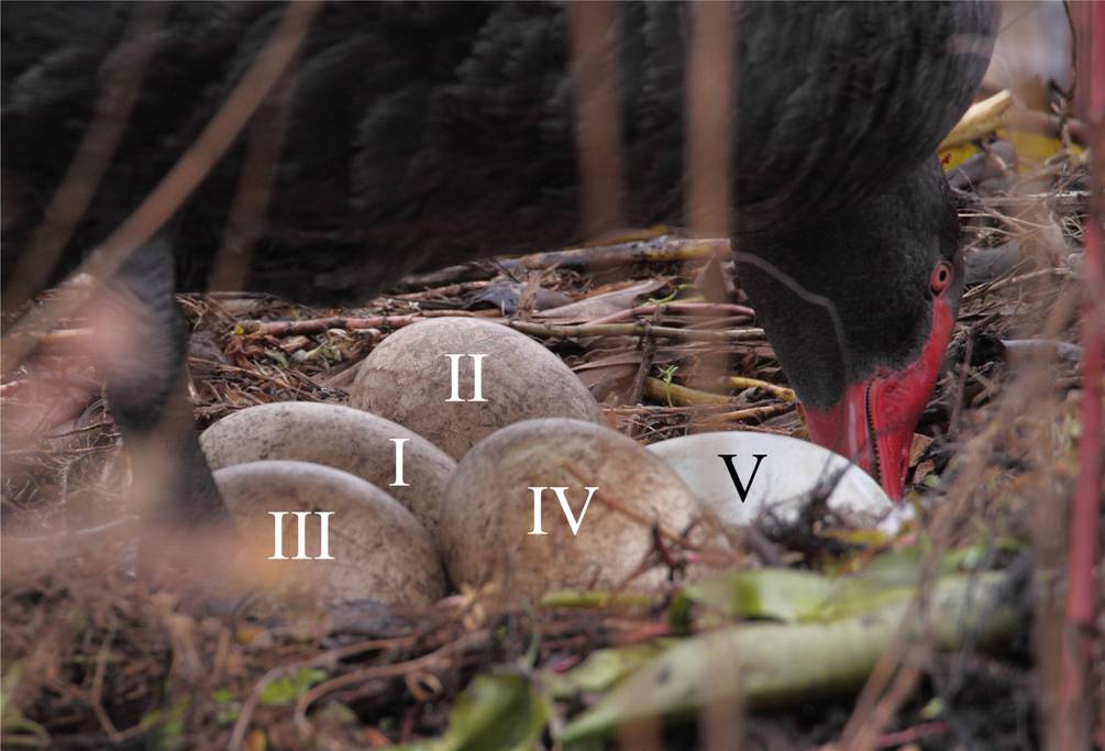 odd egg out.JPG