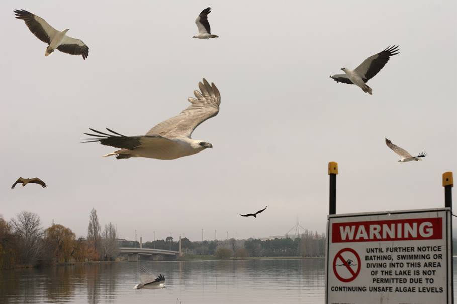 LBG.jpg