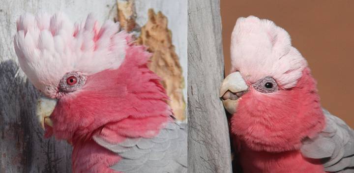 galah eyes.jpg