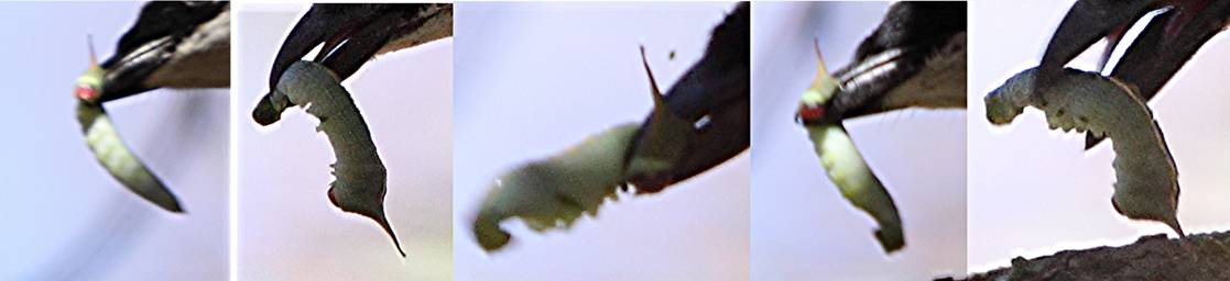 larva sequence.jpg