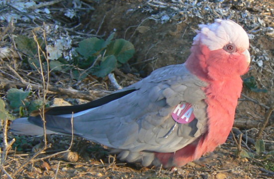 galah