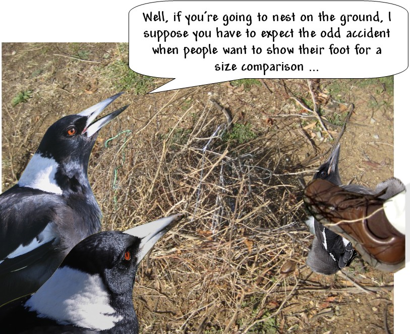 Our magpie nest.jpg