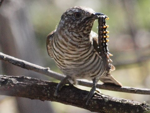 Shining Bronze Cuckoo.JPG