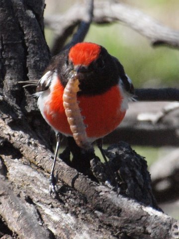 Red Capped Robin.JPG
