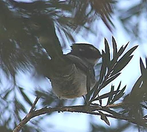 grey fantail.JPG
