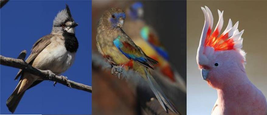 drybirds comp.jpg