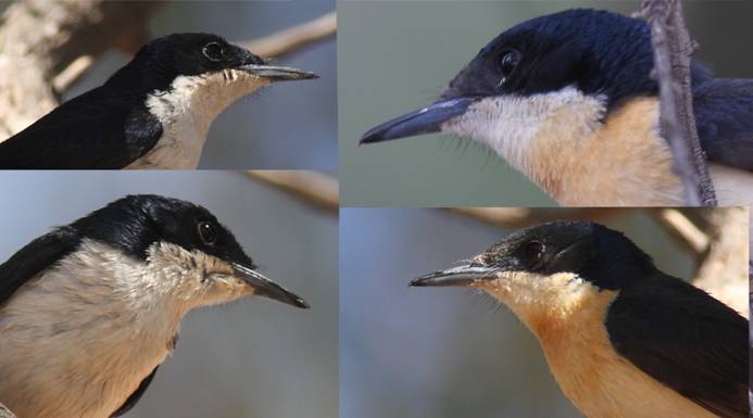 Rest Flycatchers.jpg