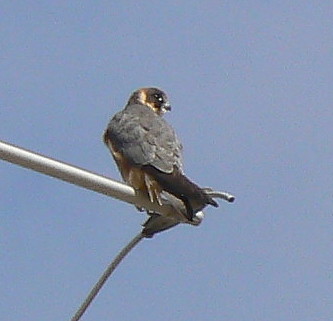 Hobby