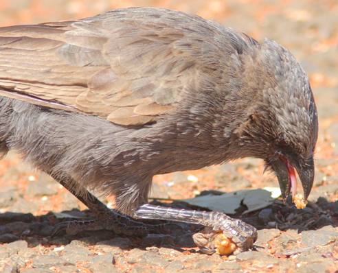 a bird DD_1133.JPG