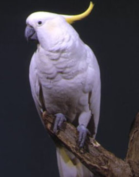 Sulphur-crested cockatoo 
