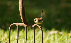 istock_bird-fairywren.jpg