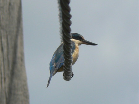 Kingfisher
