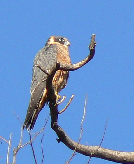 hobby